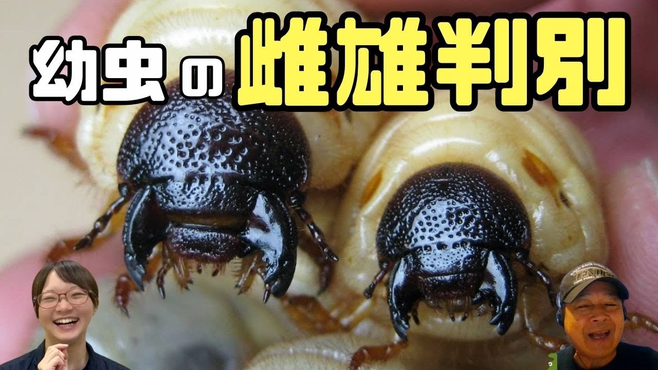 国産カブトムシ　オスメス　決定 プレスリリース - カブトムシの角（ツノ）にオスとメスとの違いが