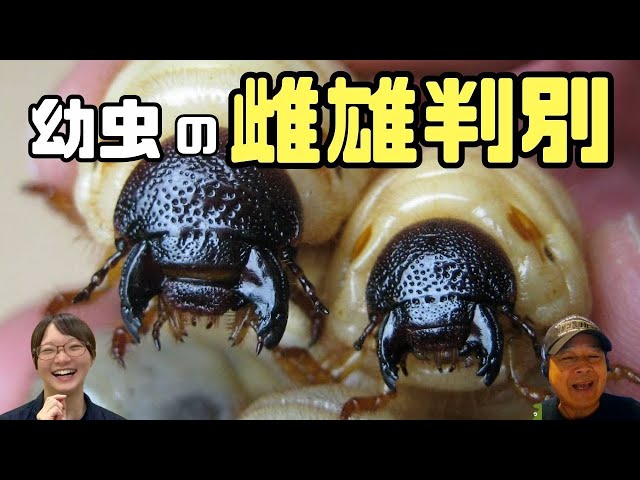 クワガタ・カブトムシの幼虫、オスとメス見分け方！｜【クワカブ広場