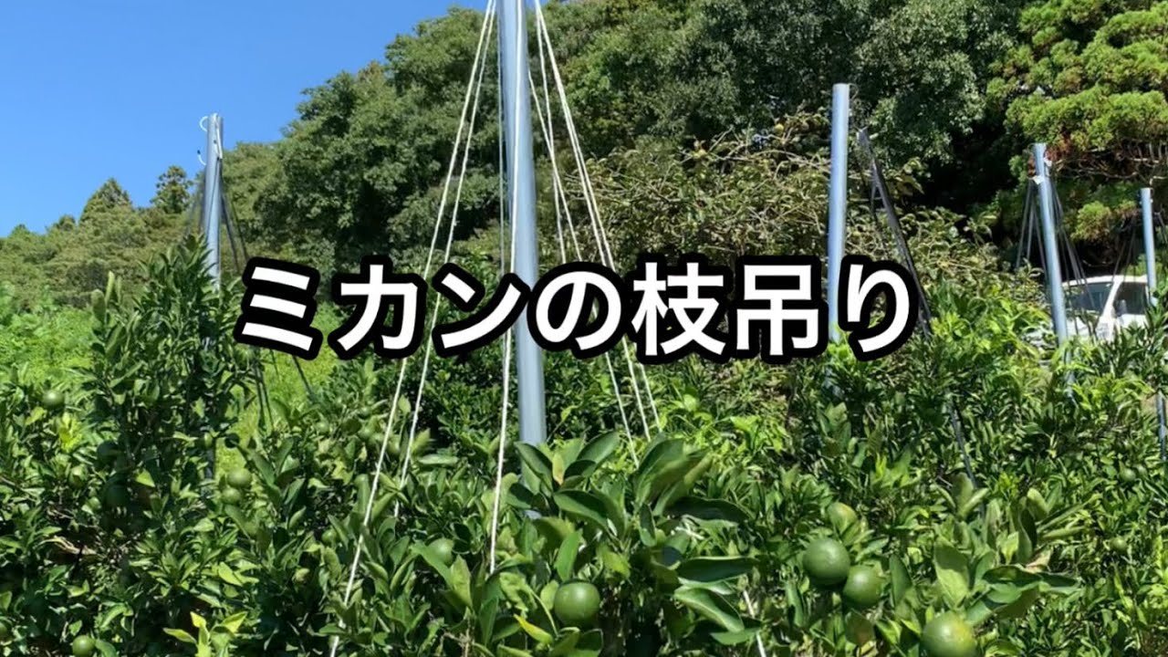 ミカンの枝吊り 【単管パイプ支柱とS字フック利用】 #ミカン枝吊り