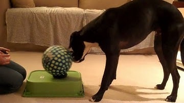 Roll A Ball: Clicker Training