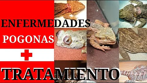 ¿Cuáles son los signos de parásitos en los dragones barbudos?