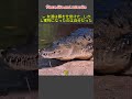 🐊 友達は餌を仕掛けた…しかし獲物になったのは自分だった！ #shortvideo