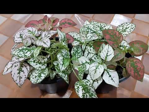 วีดีโอ: Polka Dot Plant Info: เคล็ดลับในการดูแลและปลูก Freckle Face Plant