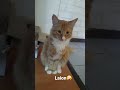 el gato laion