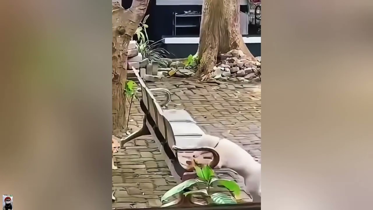 These CATS are too FUNNY 😹| New Cat Video 2026