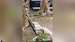 These CATS are too FUNNY 😹| New Cat Video 2026