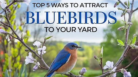 How to Attract Bluebirds to Your Garden (The RIGHT Way)