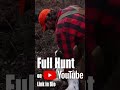 Full Hunt on our Channel! #birddogs #birddogtraining #pointingdogs #uplandhunting #woodcockhunting