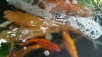 Hồ nuôi cá Koi nhà nghèo, bằng Chậu cây