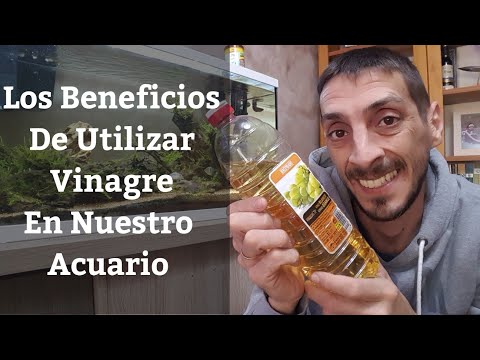 Vídeo: El vinagre evitarà que l'alvocat es torni marró?