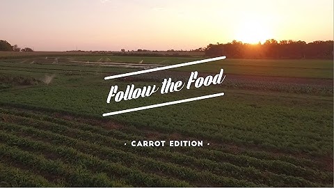 Follow That Food - Carrot Edition