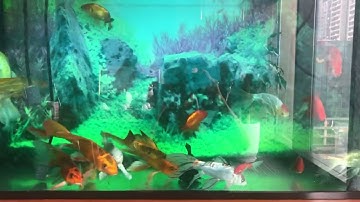 Combo cá chép Phụng đuôi bướm đẹp thướt tha và cá vàng 4 đuôi, Ranchu cho bể kính trong nhà