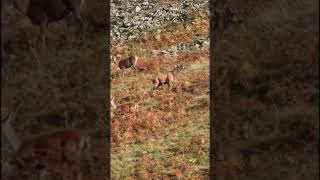 HAPPY DEER - STAG DO  #shorts  #shortsvideo #shortvideo  #short