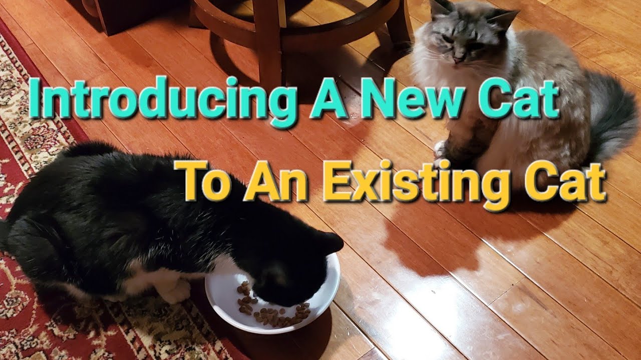 How To Introduce New Cat to Existing Cat (Step By Step, Day by Day
