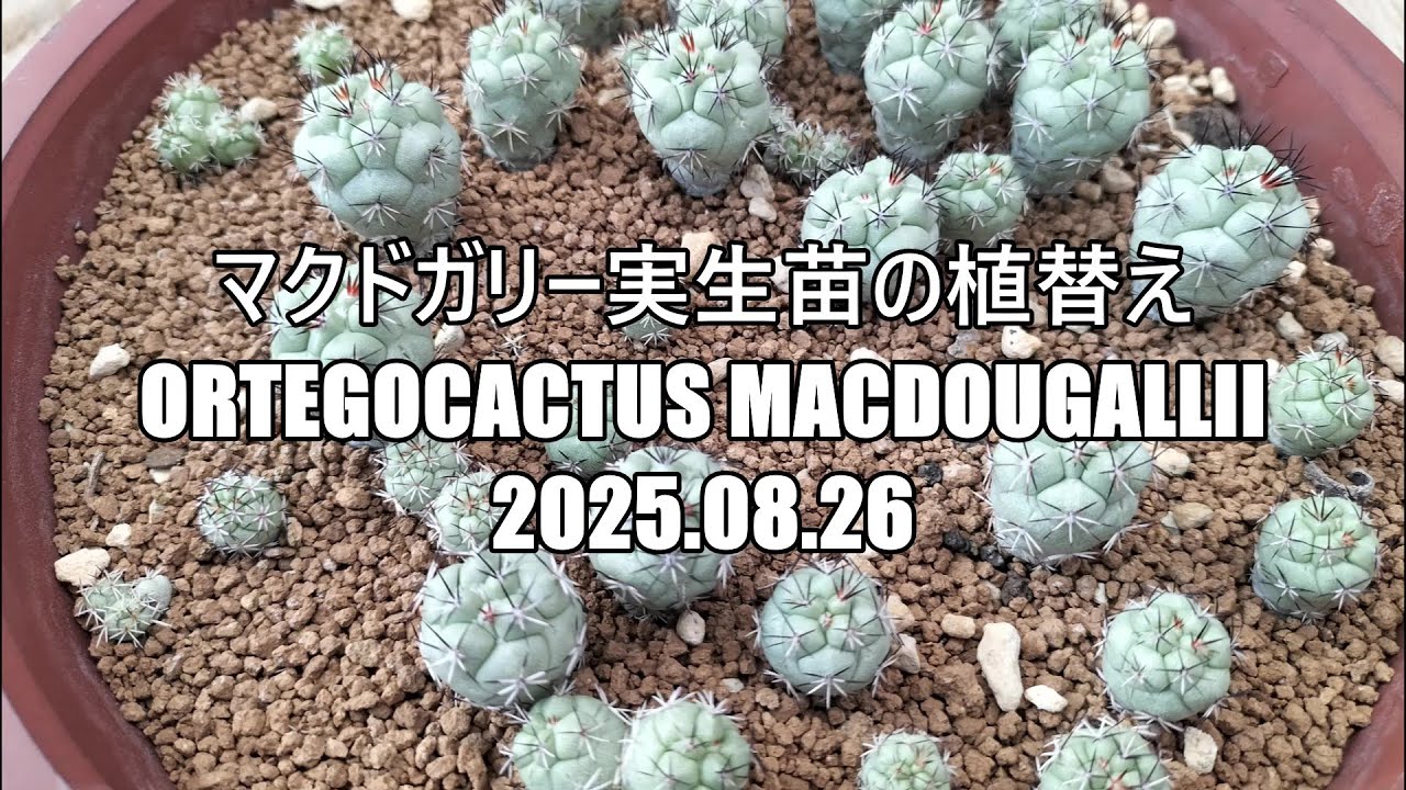 マクドガリー実生苗の植替え Ortegocactus macdougallii 2025 08 26