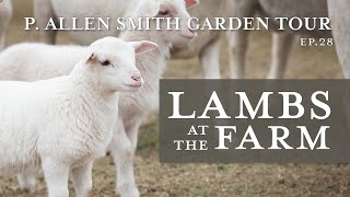 Lambs at Moss Mountain Farm: White Dorper Sheep | P. Allen Smith (2019)