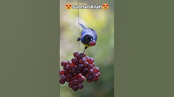#سورة_الإخلاص #ikhlas #egzonibrahimi #trend #islamicfigure #viral #birds #5minsdeen #islamicprophet