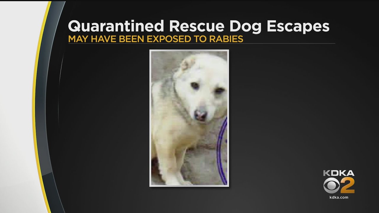 Rescue Dog Quarantined For Rabies Escapes BridgevilleArea Home YouTube