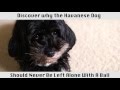 The Havanese Dog - This breed of dog is amazing! の動画、YouTube動画。