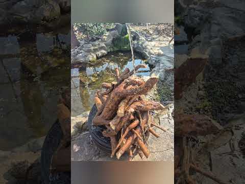 진짜배기 국산 칡즙 판매 50포