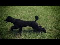 Dog Obedience Group, Wallkill, NY 845-430-1764 Dog Obedience Group, Wallkill, NY 845-430-1764