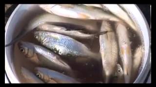 Видеопособие для рыбака  54