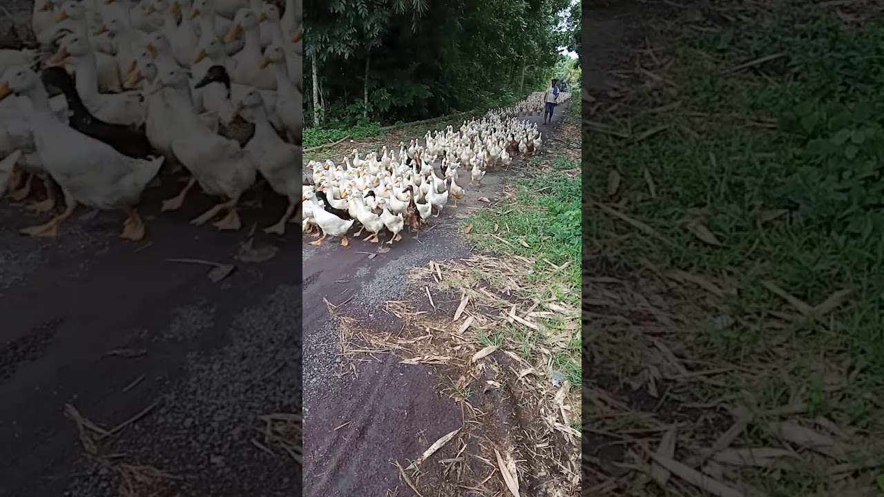 Ada Berapa Kaki Bebek Itu Youtube
