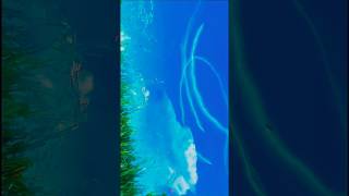 Anime Aesthetics - Runway Edit #aesthetic #loop #chillvibes #dreamyvibes #shorts #relaxing #visuals