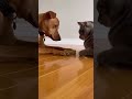 Dogs and cats are good-natured and bring joy to your home #pets #animals #cute