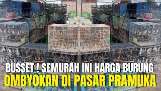 BUSSET SEMURAH INI ? HARGA BURUNG OMBYOKAN DI PASAR BURUNG PRAMUKA