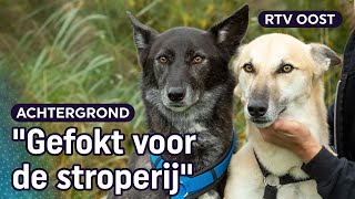 Half wolf, half hond: zo werden Bonny en Clyde gered | RTV Oost