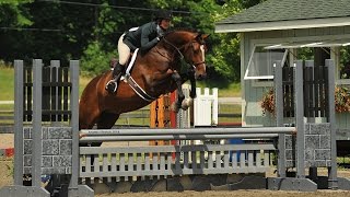 SOLD Cassius Debut in the Pregreens in Vermont