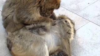 Apes in Gibraltar