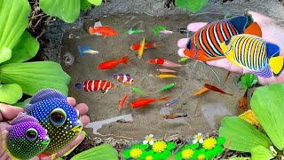 Catch colorful fish, koi fish, goldfish, glowfish, betta fish, gourami fish, catfish, lobsters