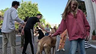 Cash 2.0 Great Dane at The Grove and Farmers Market in Los Angeles 70