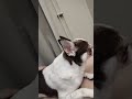 #chihuahua tico kulta