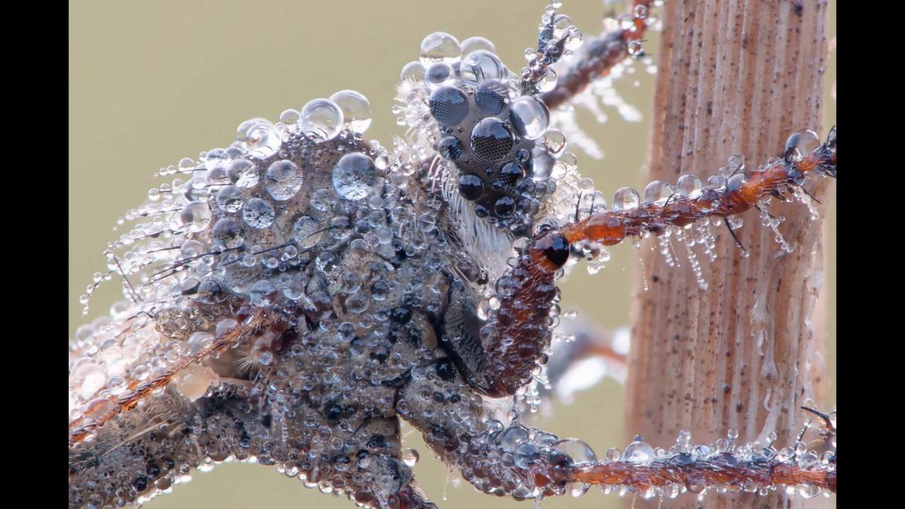 Assassin fly in the dew (synthetic video+)
