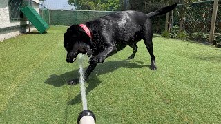 一足早く夏到来?水遊びするラブラドール