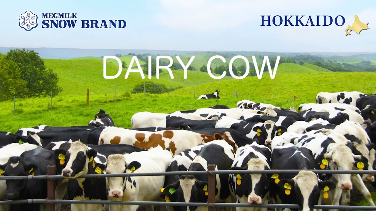 MEGMILK SNOW BRAND】 「HOKKAIDO CHEESE」 introduction - YouTube