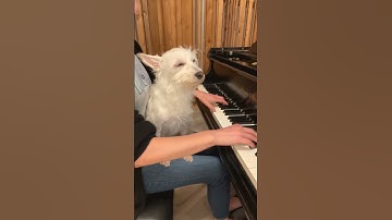 Thumbnail of Succession 📺 Final season starts tonight! #hbo #succession #piano #dogs #nicholasbritell #fyp