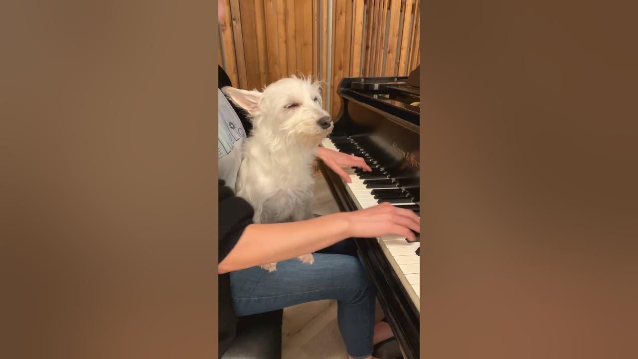 Succession πΊ Final season starts tonight! #hbo #succession #piano #dogs #nicholasbritell #fyp Succession πΊ Final season starts tonight! #hbo #succession #piano #dogs #nicholasbritell #fyp