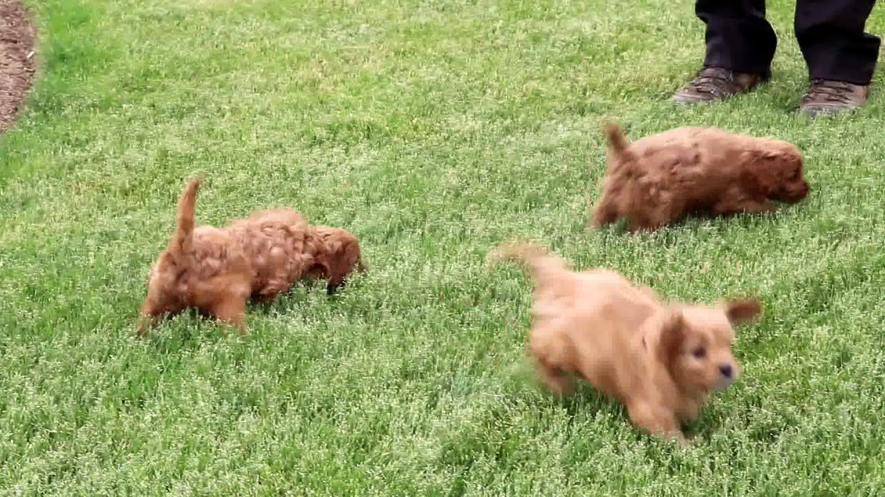 Austin Cavapoo Puppy For Sale Keystone Puppies