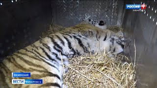 Тигра, наделавшего шуму в Вяземском, отловили и перевезли в Центр «Утёс»