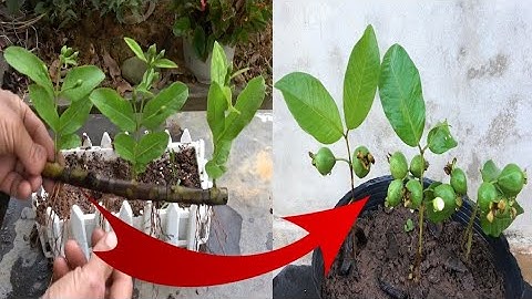 How to Grow Guava Trees From Guava Cutting?| Best Natural Banana Rooting Hormone #Indiangarden