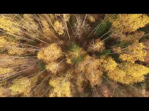 Осень Одиночество Шопен