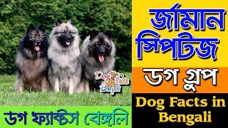 German Spitz Dog facts in Bengali | Small Dog Group | Dog Facts Bengali by Dog Facts Bengali 9,251 views 4 years ago 4 minutes, 11 seconds