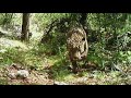 El jefe famous southern arizona jaguar spotted for first time in 7 years