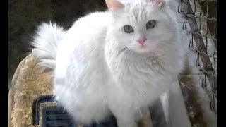 animal Planet  : Cats 101  ~ Turkish Angora