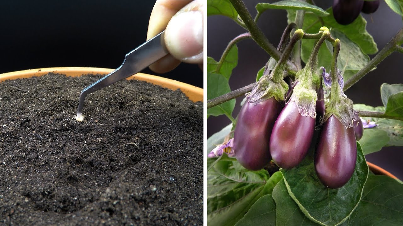 Growing Baby Eggplant Time Lapse   Seed To Fruit In 87 Days