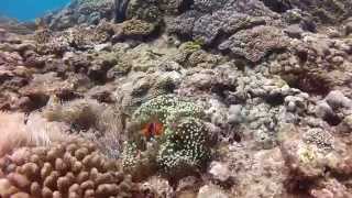 GoPro Hero 2 HD diving Japan